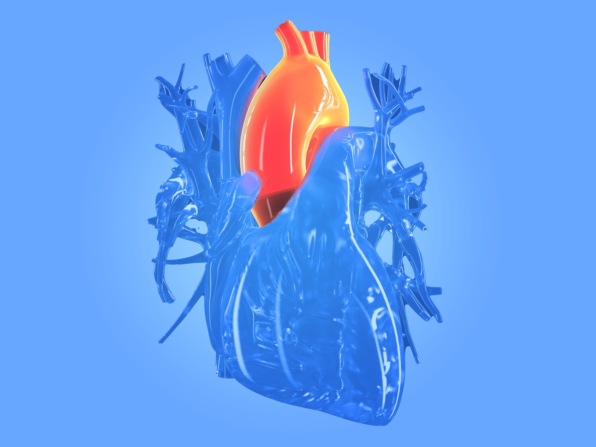 illustration of aorta and heart